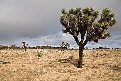 《艾尔登法环》NPC捏脸数据视频 快来捏个老婆玩