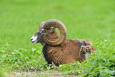 合作动作类肉鸽游戏《喵门镖局-狂野森林》现已推出试玩Demo